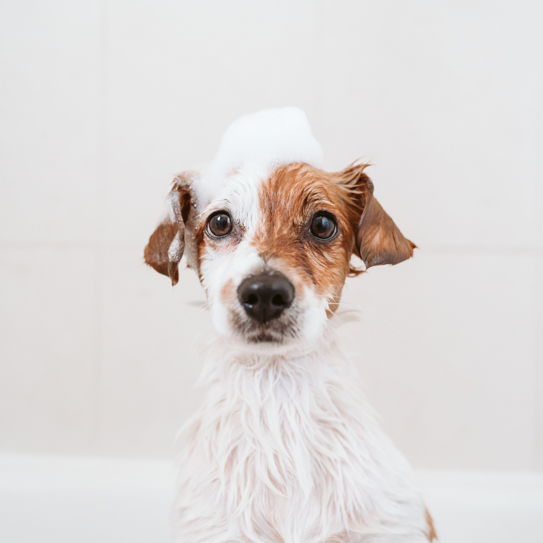 Champú para mascotas con aceite de argán para pelo blanco (200ml)